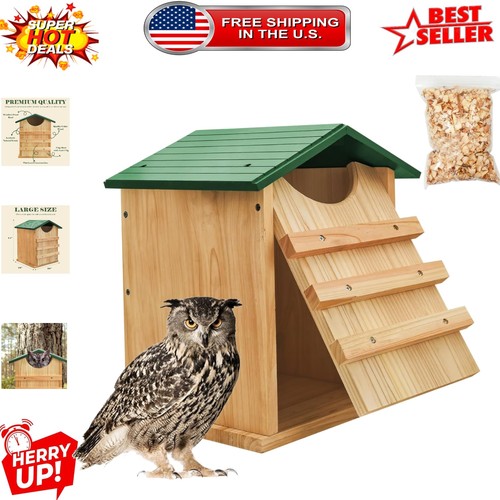 Screech owl nesting - screech,