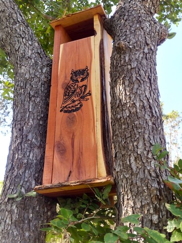 Screech owl nest box live - screech,